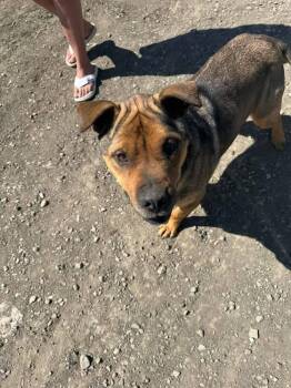 Miller (Buddy) -  Shepherd and Mixed Breed Dog for Adoption in Calgary, Alberta - Miller (Buddy) | PetCurious