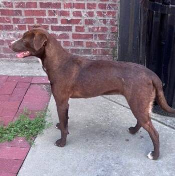 Jewel (100 total adoption fee) -  Chocolate Labrador Retriever and Coonhound Dog for Adoption in Atlanta, Texas - Jewel (100 Total Adoption Fee) | PetCurious