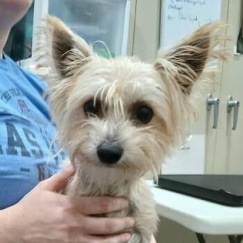 Felon -  Yorkshire Terrier and Mixed Breed Dog for Adoption in TIMBERCRK CYN, Texas - Felon | PetCurious