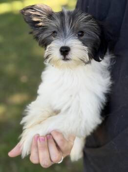 Bodhi -  Yorkshire Terrier and Maltese Dog Available for Adoption in Yuba City, California - Bodhi | PetCurious