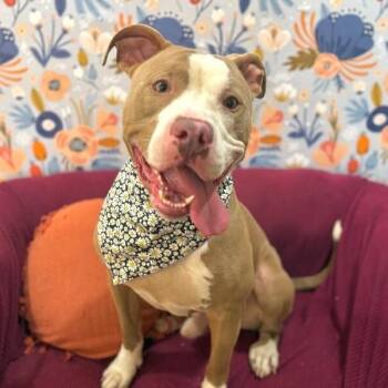 Pit Bull Terrier and American Staffordshire Terrier Dogs Available for Adoption - Bobby Block Head Pure Love | PetCurious