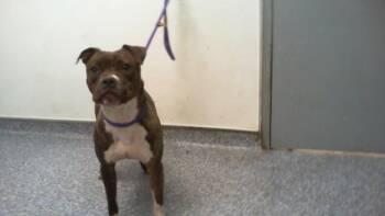 Pit Bull Terrier Dogs Available for Adoption - A1261951 | PetCurious