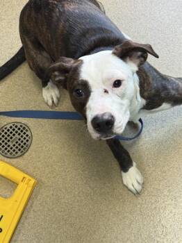 Pit Bull Terrier and Labrador Retriever Dogs Available for Adoption in Newton, North Carolina - COOPER | PetCurious
