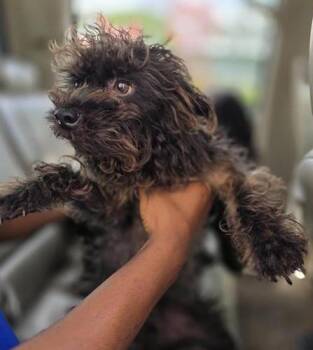 DAMARA -  Terrier Dog for Adoption in San Antonio, Texas - DAMARA | PetCurious