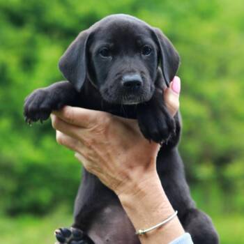 Catahoula Leopard Dog and Mixed Breed Dogs Available for Adoption in Eastford, Connecticut - CT Morel Avail May 30 (Ellington, CT) | PetCurious