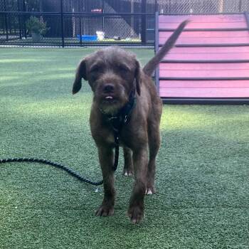 Neko -  Wirehaired Terrier Dog for Adoption in Greensboro, North Carolina - Neko | PetCurious
