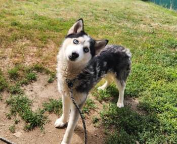 EVEREST -  Siberian Husky Dog for Adoption in Springfield, Massachusetts - EVEREST | PetCurious