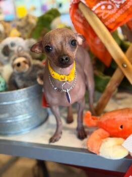 Chihuahua and Xoloitzcuintli Mexican Hairless Dogs Available for Adoption in Sandy Springs, Georgia - Fae | PetCurious