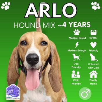 Arlo -  Hound Dog for Adoption in Aurora, Ontario - Arlo | PetCurious