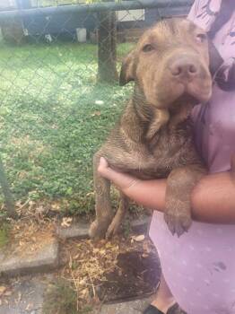SADIE -  American Staffordshire Terrier Dog for Adoption in San Antonio, Texas - SADIE | PetCurious