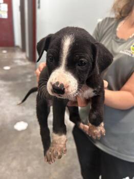 Ian -  Pit Bull Terrier Dog Available for Adoption in Gautier, Mississippi - Ian | PetCurious