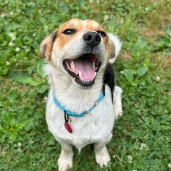 Beagle and Mixed Breed Dogs Available for Adoption - Mondrich | PetCurious