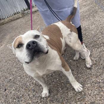 American Staffordshire Terrier Dogs Available for Adoption in Edinburg, Texas - Dino | PetCurious