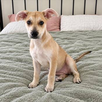 Hallie -  Labrador Retriever and Yellow Labrador Retriever Dog for Adoption in Corpus Christi, Texas - Hallie | PetCurious