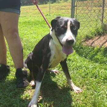 Odin -  Hound Dog Available for Adoption in Walden, New York - Odin | PetCurious