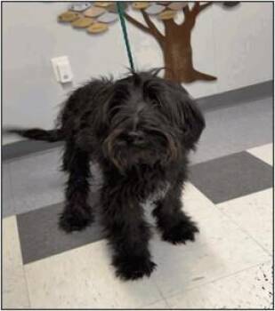 Ruffalo -  Schnauzer Dog for Adoption in Littleton, Colorado - Ruffalo | PetCurious