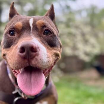 Reign -  Pit Bull Terrier Dog for Adoption in York, Pennsylvania - Reign | PetCurious