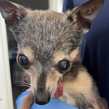 Tiny -  Chihuahua Dog for Adoption in Harrisonburg, Virginia - Tiny | PetCurious