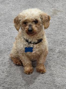 Poodle Dogs Available for Adoption - Goldie | PetCurious