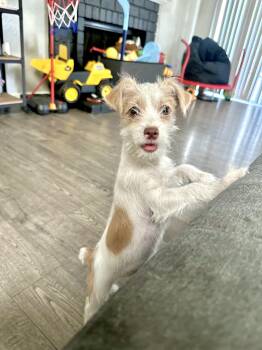 Tucker -  Terrier Dog for Adoption in Rialto, California - Tucker | PetCurious