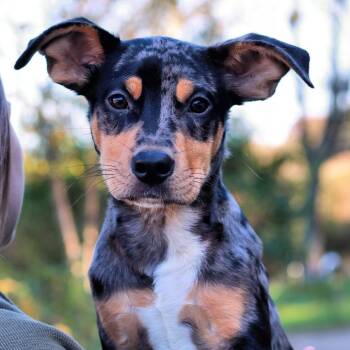 CT Stimpy -  Australian Cattle Dog Blue Heeler and Mixed Breed Dog for Adoption in Eastford, Connecticut - CT Stimpy | PetCurious