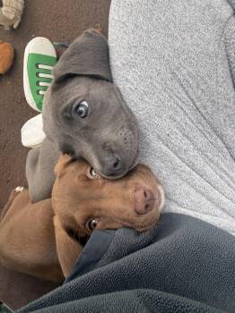 Millie -  Pit Bull Terrier Dog for Adoption in Bonita, California - Millie | PetCurious