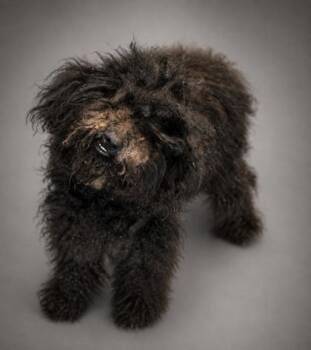 Lilac -  Standard Poodle and Mixed Breed Dog for Adoption in Bowling Green, Kentucky - Lilac | PetCurious