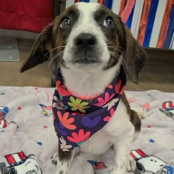 Heart -  Mixed Breed Dog for Adoption in Enterprise, Alabama - Heart | PetCurious