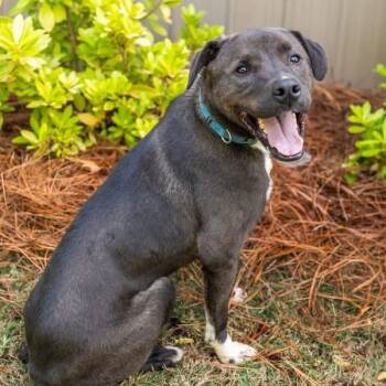 Gabe -  Labrador Retriever and Mixed Breed Dog for Adoption in Newborn, Georgia - Gabe | PetCurious