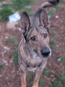 Belgian Shepherd Malinois and Shepherd Dogs Available for Adoption - Zaxby | PetCurious