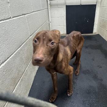 Hershey -  Chocolate Labrador Retriever and Pit Bull Terrier Dog for Adoption in Madisonville, Kentucky - Hershey | PetCurious