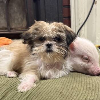 Rescue Shih Tzu Dogs for Adoption in Chester Springs, Pennsylvania - Gracie Lou | PetCurious