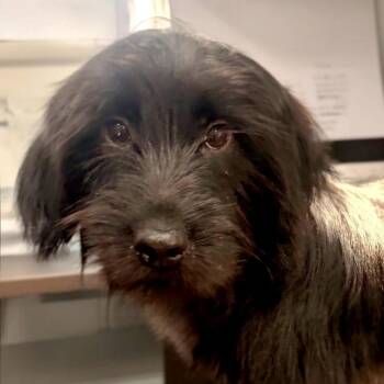 Shadow -  Yorkshire Terrier and Mixed Breed Dog for Adoption in Corpus Christi, Texas - Shadow | PetCurious