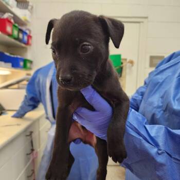 Mixed Breed Dogs Available for Adoption - Seagull | PetCurious