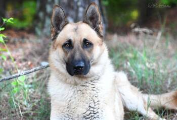 German Shepherd Dog Dogs Available for Adoption in Monroe, Georgia - Damian  | PetCurious
