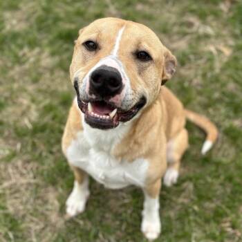 Jeffrey -  Labrador Retriever and Hound Dog for Adoption in Marshalltown, Iowa - Jeffrey | PetCurious