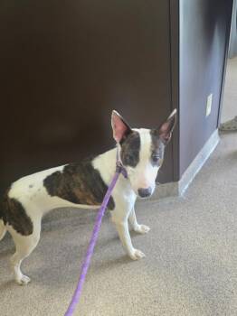 Australian Shepherd and Bull Terrier Dogs Available for Adoption in Troy, Ohio - Nelly | PetCurious