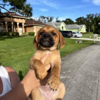 Ginger -  Black Mouth Cur and Beagle Dog for Adoption in Hobe Sound, Florida - Ginger | PetCurious