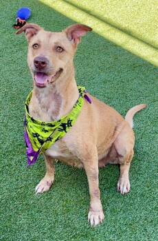 Little Bit --Courtesy Post. Out of town pet. See below for detai -  Pit Bull Terrier Dog for Adoption in Eagle, Idaho - Little Bit --Courtesy Post. Out Of Town Pet. See Below For Detai | PetCurious