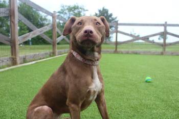 Hei Hei -  Mixed Breed and Pit Bull Terrier Dog for Adoption in Chestertown, Maryland - Hei Hei | PetCurious