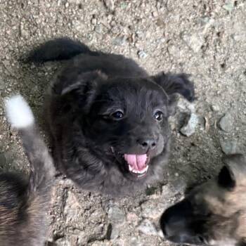 Cotton Ball -  Dachshund and Mixed Breed Dog for Adoption in Aberdeen, North Carolina - Cotton Ball | PetCurious