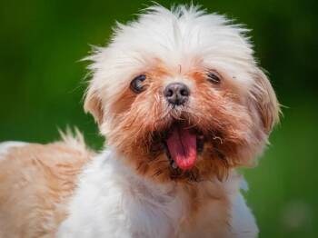 Jilly -  Shih Tzu Dog for Adoption in Pointe-fortune, Quebec - Jilly | PetCurious