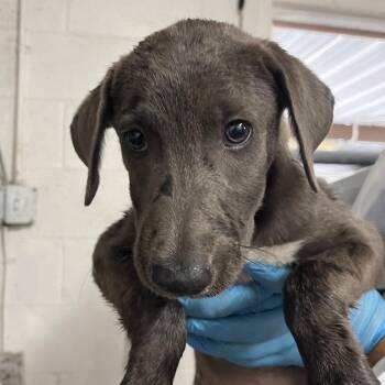 Wild One -  Labrador Retriever and Shepherd Dog for Adoption in Edinburg, Texas - Wild One | PetCurious