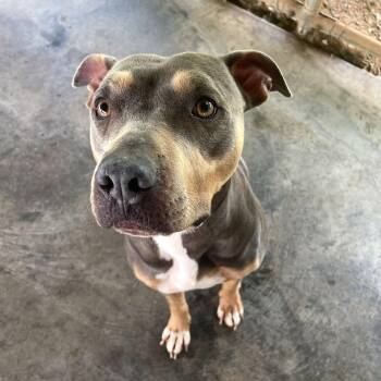 Cricket -  Pit Bull Terrier Dog for Adoption in Edinburg, Virginia - Cricket | PetCurious