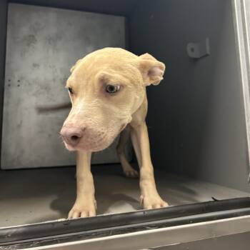Rocky -  Pit Bull Terrier Dog for Adoption in Greensboro, North Carolina - Rocky | PetCurious