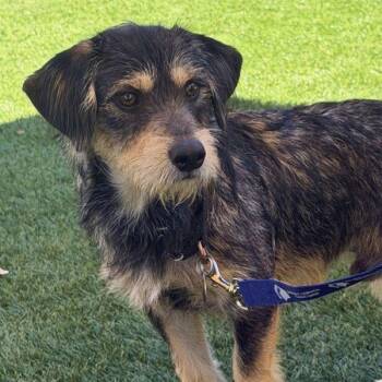 Lightning -  Terrier Dog for Adoption in Walnut Creek, California - Lightning | PetCurious