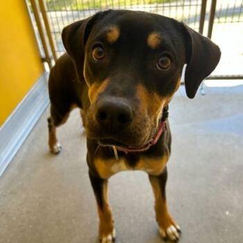 Mixed Breed Dogs Available for Adoption - HOLLY | PetCurious