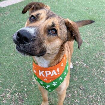 Wiggles -  Shepherd and Mixed Breed Dog for Adoption in Austin, Texas - Wiggles | PetCurious