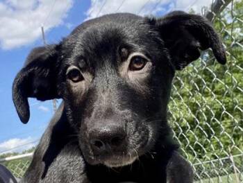 Cletus -  Shepherd Dog for Adoption in Glasgow, Kentucky - Cletus | PetCurious