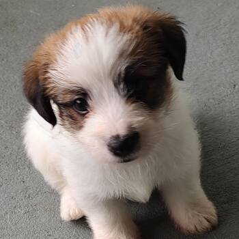 Jack Russell Terrier Dogs Available for Adoption in Blue Springs, Missouri - Spanky | PetCurious